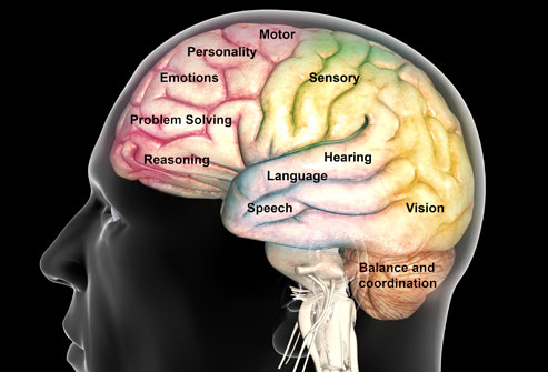 Brain Function Map9