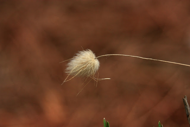 Detalle de una flor silvestre