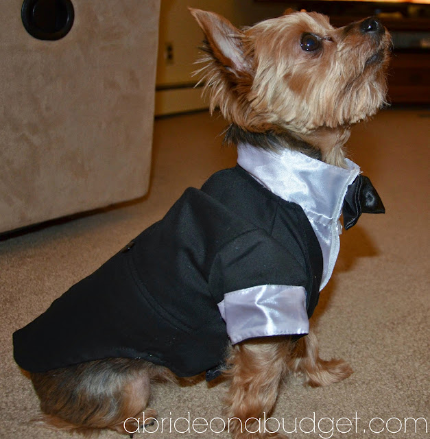 Do you have a furbaby? If you want to incorporate your pet into your wedding day, you definitely can! But you should read this post from www.abrideonabudget.com.