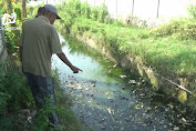 Ribuan Ikan Mati hingga Membusuk di Sungai Tuban