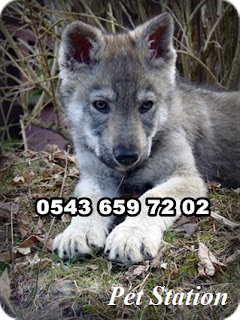  satılık wolfdog yavruları, satılık yavru wolfdog, wolfdog özellikleri, wolfdog türkiye, çekoslovak wolfdog özellikleri, wolfdog fiyatları, wolf hybird özellikleri, wolfdog bursa, satılık wolfdog yavruları istanbul, satılık wolfdog yavruları izmir, satılık wolfdog yavruları ankara, satılık wolfdog yavruları antalya, satılık wolfdog yavruları adana, satılık wolfdog yavruları sakarya, satılık wolfdog yavruları denizli, satılık wolfdog yavruları kocaeli, satılık wolfdog yavruları edirne, satılık wolfdog yavruları trabzon, satılık wolfdog yavruları adapazarı, satılık wolfdog yavruları , satılık çekoslovak wolfdog yavruları, satılık çekoslovak wolfdog yavruları izmir, satılık çekoslovak wolfdog yavruları istanbul, satılık çekoslovak wolfdog yavruları ankara, satılık çekoslovak wolfdog yavruları bursa, satılık çekoslovak wolfdog yavruları, satılık çekoslovak wolfdog yavruları antalya, satılık çekoslovak wolfdog yavruları eskişehir.   