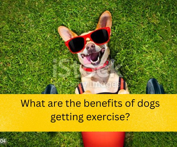 reasons why dogs need walks,  dog-and-human-workout,  benefits of walking your dog in the morning,  exercises to do with your dog at home,  how do dogs help you get exercise,  dog walk exercise,  benefits of walking your dog daily,  mental benefits of walking your dog