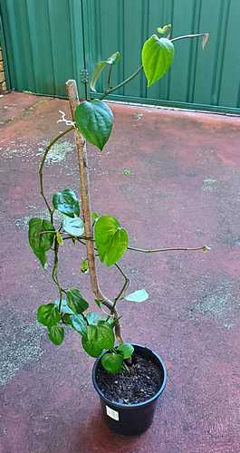 Black pepper plant can be grown from cuttings