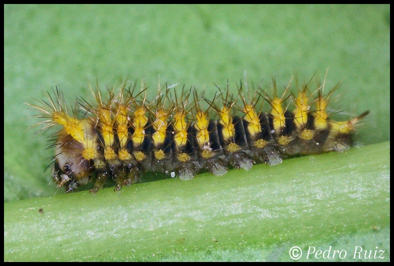 Larva L1 de Rothschildia lebeau