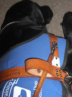 Photo of Duchess in a down-stay sleeping. She is wearing her coat/harness