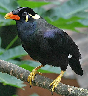 Mynah Bird Pictures