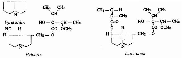 Thành phần hóa học Cây Vòi Voi - Heliotropium indicum - Nguyên liệu làm thuốc Chữa Thê Thấp và Đau Nhức