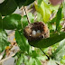 How Big Is a Hummingbird Nest? Tiny Wonders!