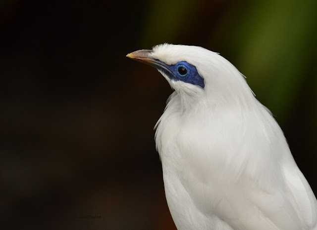 The Bali myna is white with blue skin around its eye.