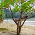 Day and night in Patong beach