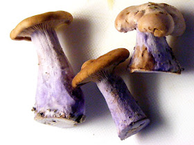 Cave grown Wood Blewit Lepista nuda.  Indre et Loire, France. Photographed by Susan Walter. Tour the Loire Valley with a classic car and a private guide.