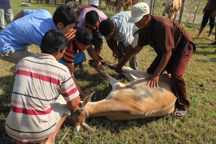 Cara Mudah Untuk Buat Qurban Dan Aqiqah Dengan EZQurban 