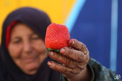 strawberry gaza, strawberi terbaik dunia,israel