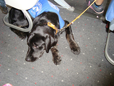 Picture of Rudy doing a down-under, for the airplane seat