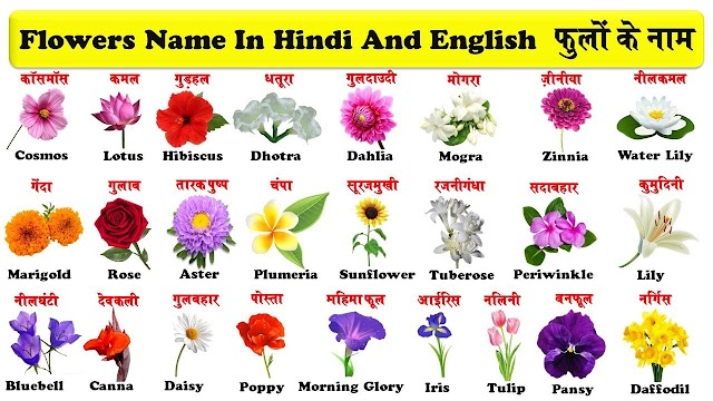 All Flowers Name List in English/Hindi with their Colour