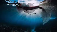 Khasiat dan Manfaat Tulang Ikan Duyung