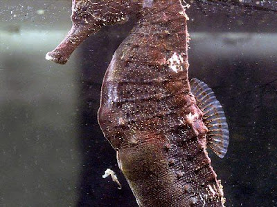 Male seahorses can actually give birth to offspring