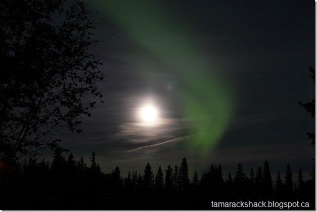 aurora6