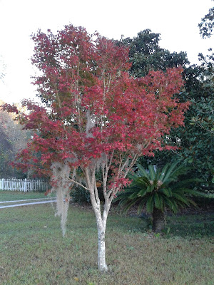 Japanese Maple in Autumn