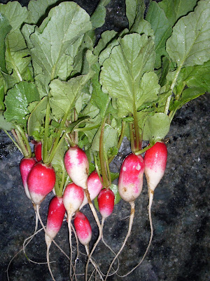 radishes from 2 Green Acres in Maryland