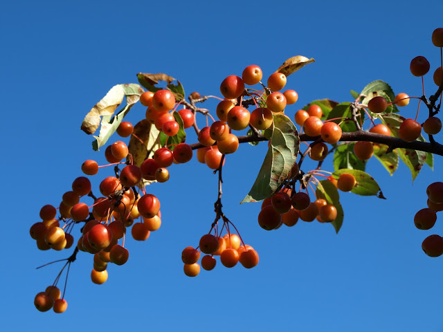 Prydnadsäpple