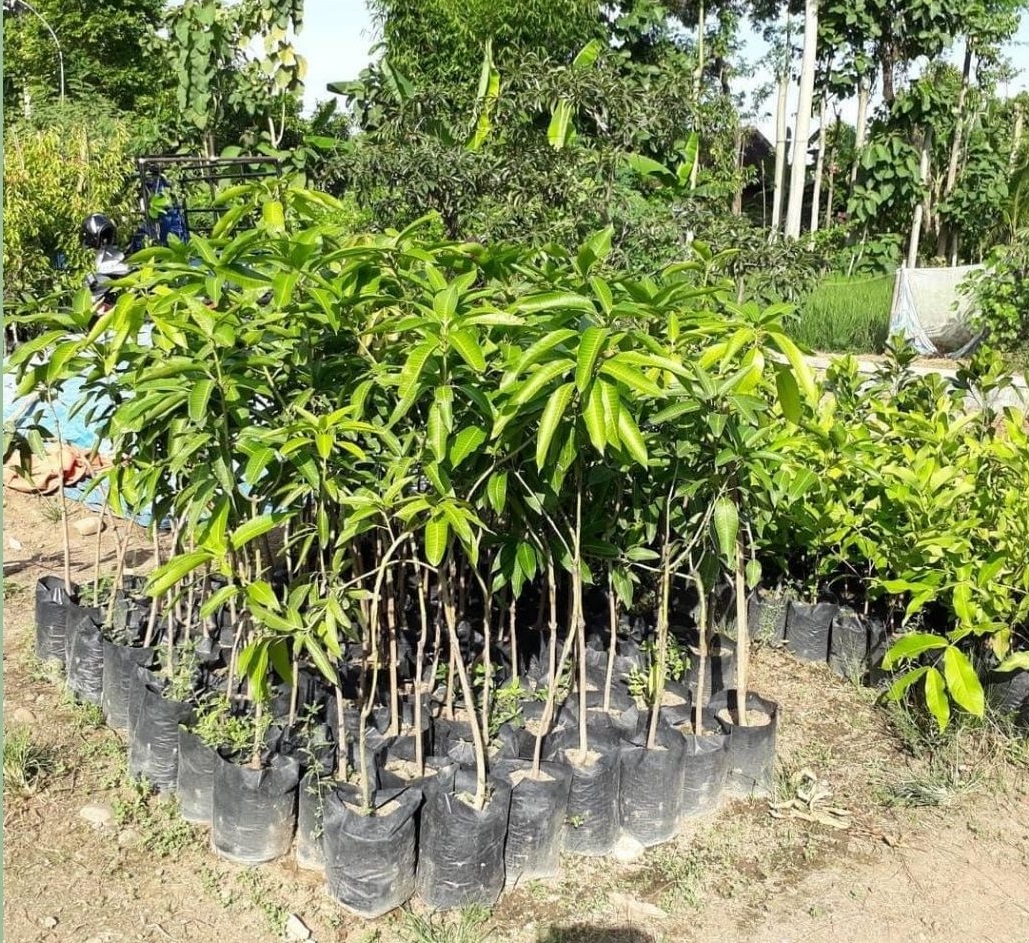 jual bibit buah mangga chokanan okulasi super unggul Sulawesi Selatan