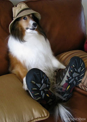 dog clothing