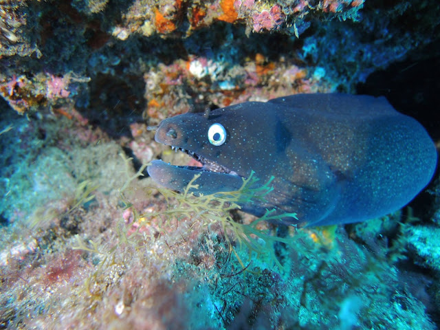 Photo of a moray eel during scuba diving Gran Canaria