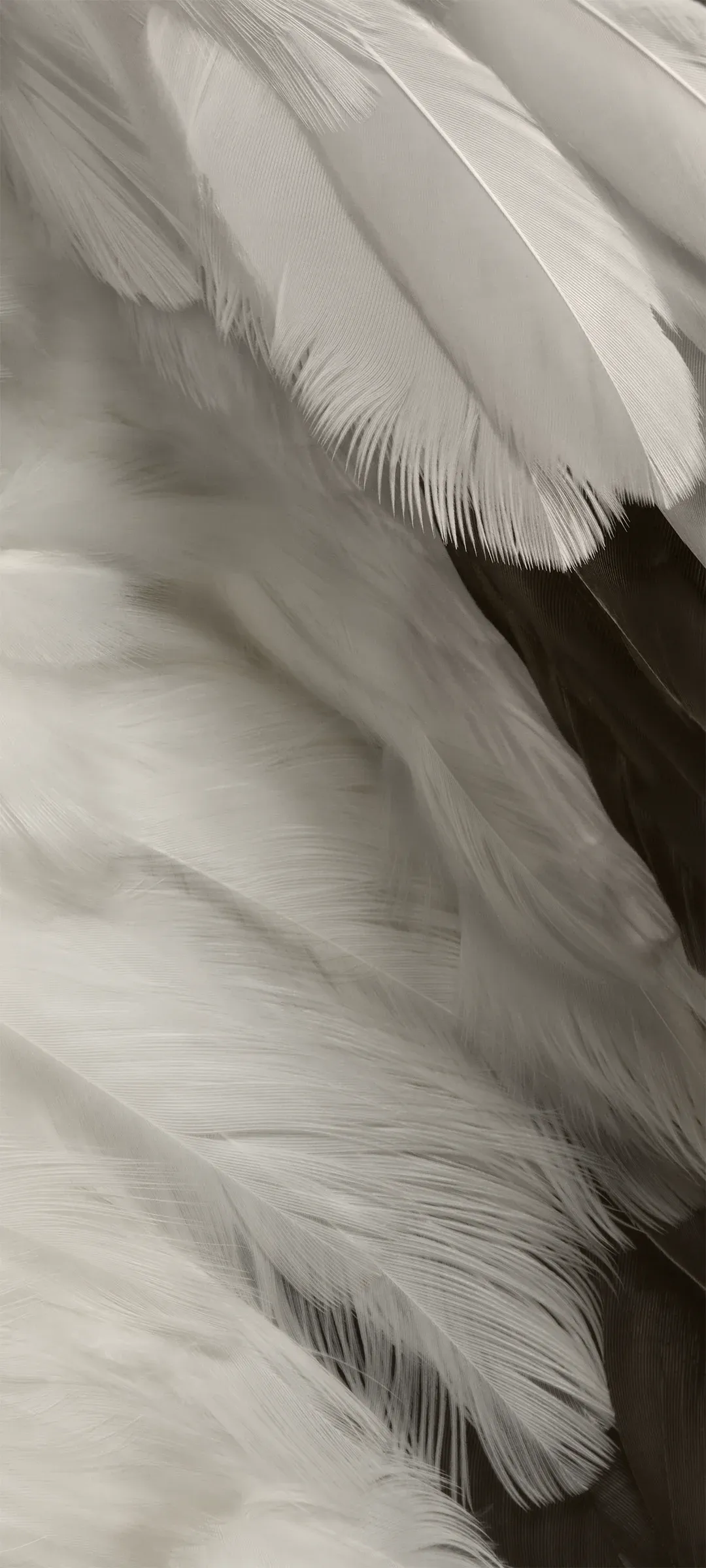 Cockatoo (Dark)