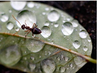 picture of an ant