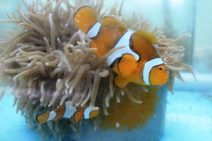 Klasifikasi dan Morfologi Clown Fish / Ikan Badut / Nemo