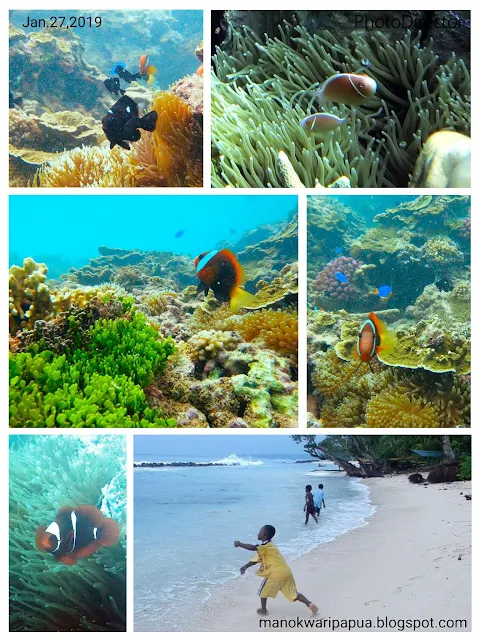 Anemonefish in Manokwari