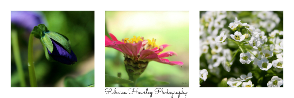 Rebecca Howsley Photography