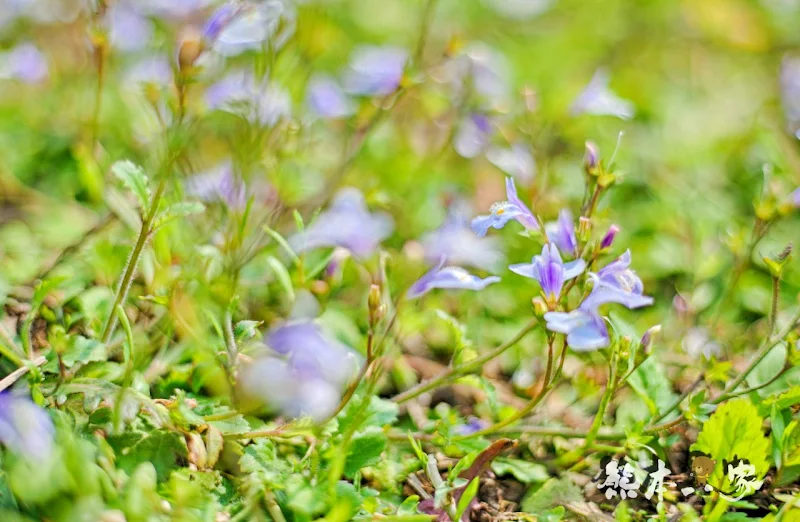 名陽匍休閒農莊｜頂湖海芋步道~台北陽明山竹子湖海芋季官網封面照就是在這拍的