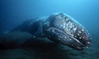 Gray Whales migrations picure pic photo image gallery in nature phenomena blog in the world