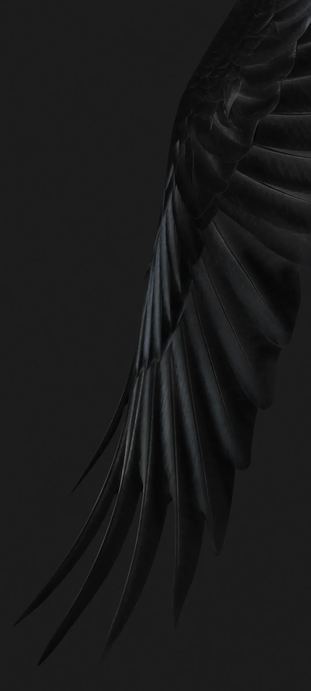 Pied crow (Dark)