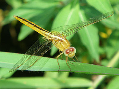 Dragonfly (Crocothemis servilia)