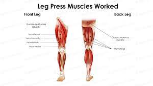 Leg press muscles used