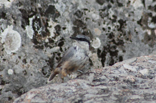 Camouflaged Western Rock Nuthatch.