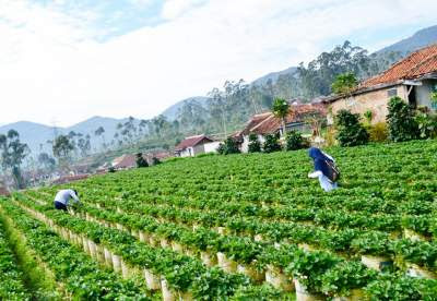  Kebun Strawberry Ciwidey