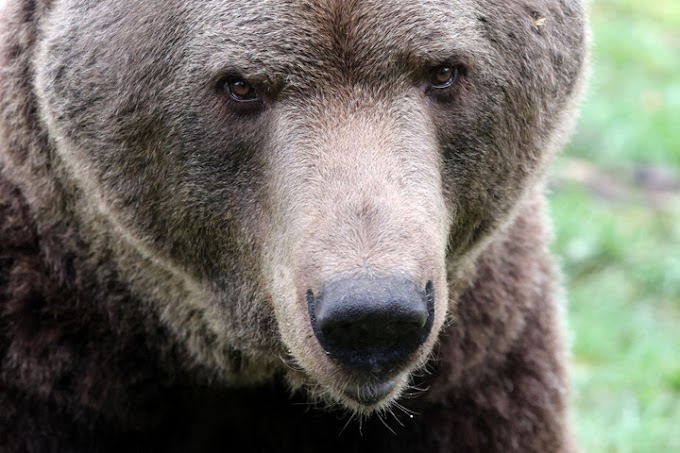 Emberre támadt egy medve Kovácspalotán