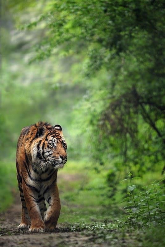 Natural Green Photo Editing Background with Tiger | Tiger Photo Editing Background