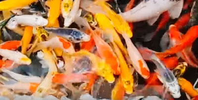 pasar ikan hias jatinegara