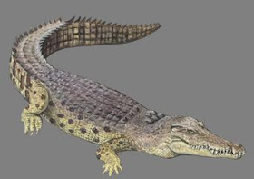 cocodrilo marino Crocodylus porosus