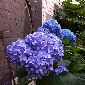 Hydrangea In Two Colors, hydrangea, blue hydrangea, purple hydrangea, summer flower, hydrangea