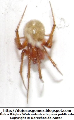 Araña con las patas encogidas. Foto de araña tomada por Jesus Gómez