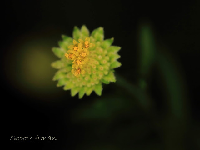 Aster verticillatus