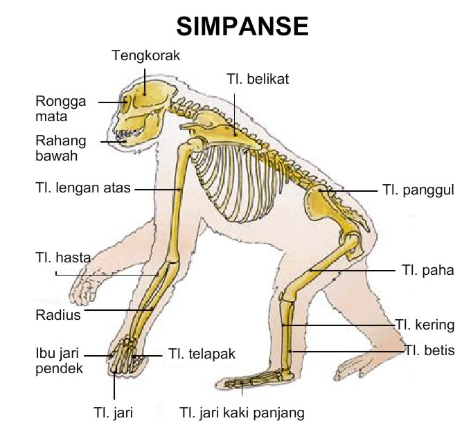 Anatomi Rangka Vertebrata  DETIK BIOLOGI