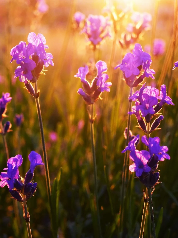 Lavender at sunset - rooftop picnic - London lifestyle blog