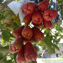 Penjual Pohon Bibit Jambu Air Kusuma Merah Yang Paling Bagus